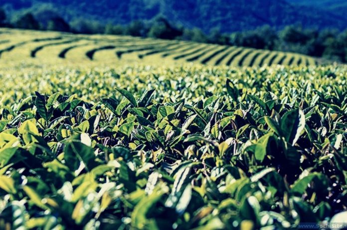 чай в абхазии есть ли перспективы развития отрасли